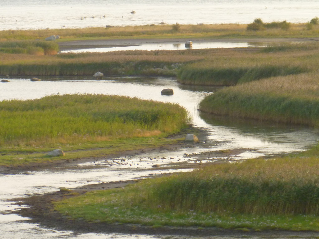 Strandängarna i Bunkeflostrand