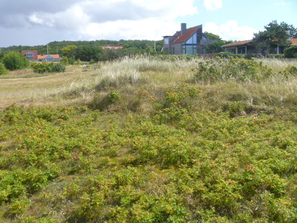 Vid ett av naturreservaten